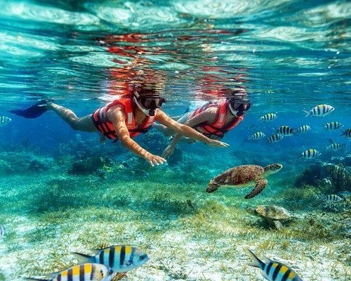ENTRE CORALES Y MANGLARES — Galería 1