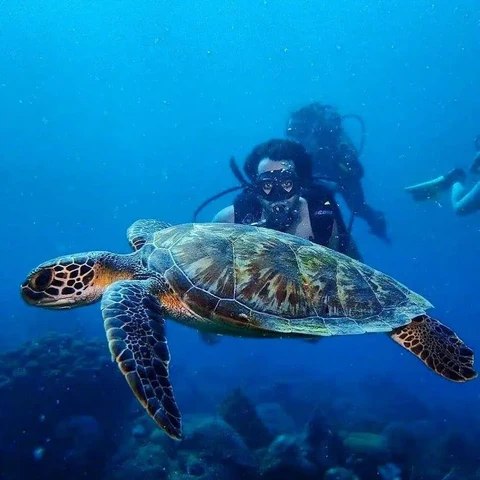 BUCEO — Galería 2