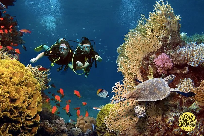 BUCEO